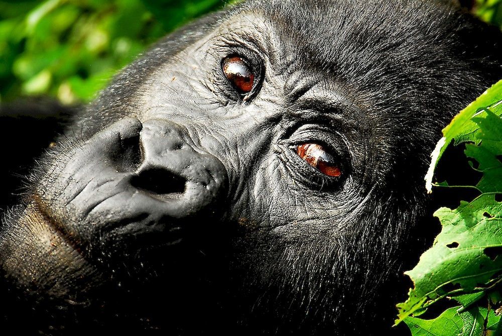Отель Sanctuary Gorilla Forest Camp Ntungamo  Экстерьер фото