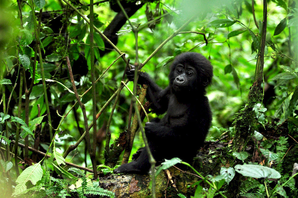 Отель Sanctuary Gorilla Forest Camp Ntungamo  Экстерьер фото